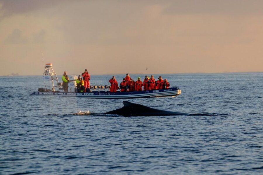 Reykjavik: Premium Whale Watching with Flexible Ticket - Key Points You Should Know
