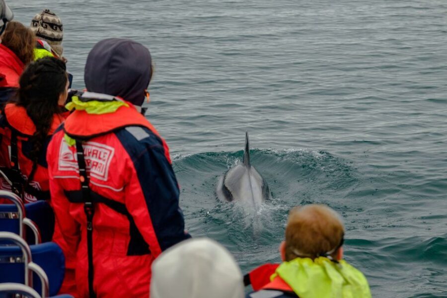 Reykjavik: Premium Whale Watching with Flexible Ticket - Who This Tour Fits Best (and Who Should Skip It)