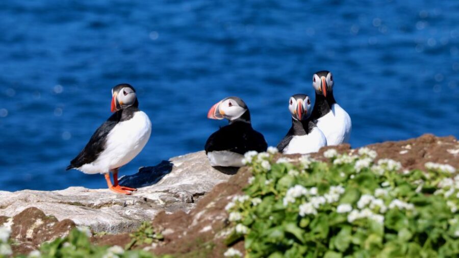 Reykjavik: Premium Whale Watching with Flexible Ticket - On the Water: What the 2-Hour Cruise Is Actually Like