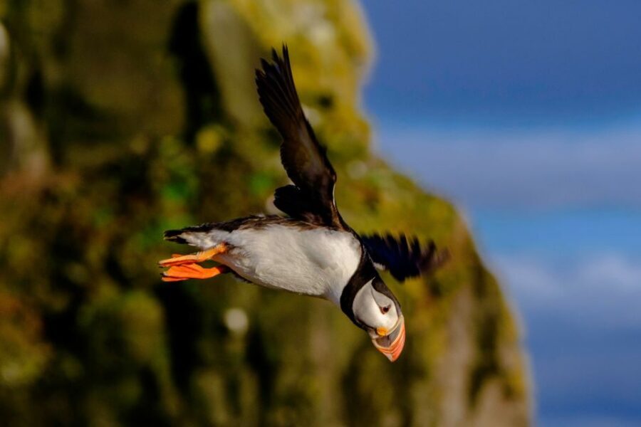 Reykjavik: Premium Whale Watching with Flexible Ticket - The Wildlife Chances: Humpbacks, Minke Whales, and Dolphins
