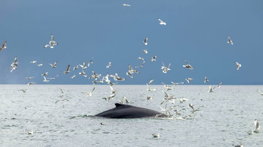 Reykjavik: Premium Whale Watching with Flexible Ticket - Price and Value: What $202 Buys You