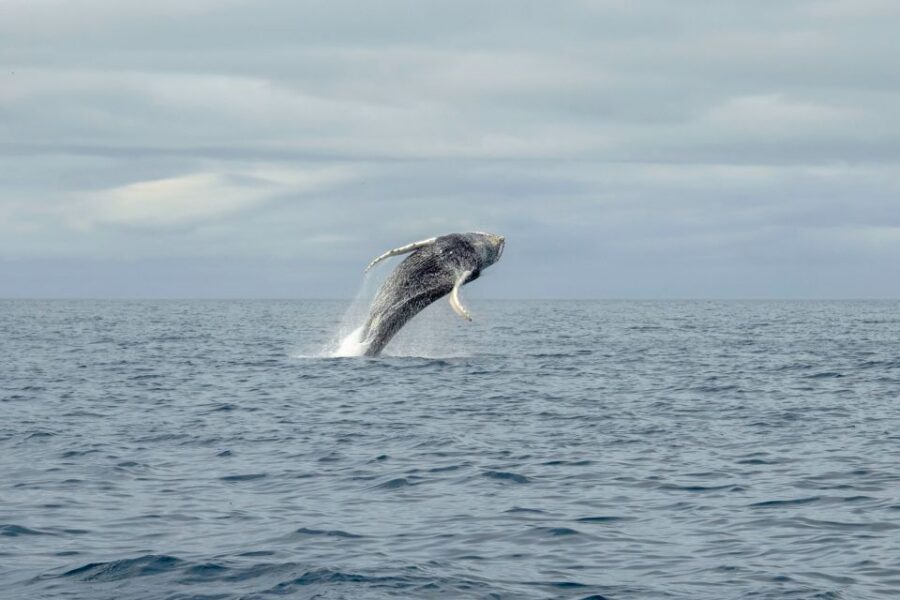 Reykjavik: Premium Whale Watching with Flexible Ticket - Weather, Sea Conditions, and the Real Meaning of Flexible Tickets