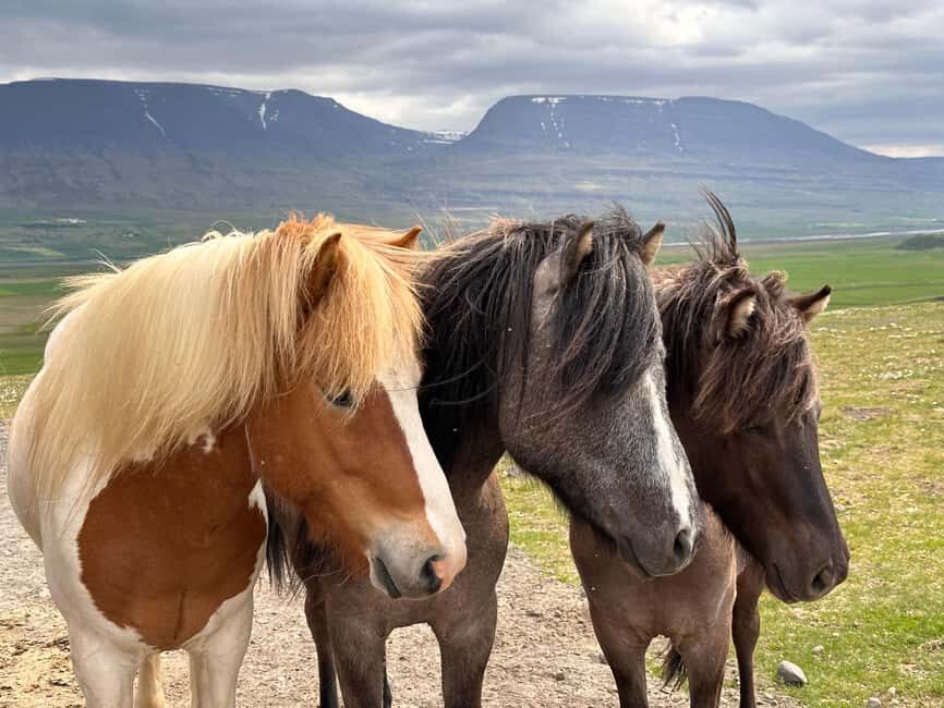 Reykjavik: PRIVATE Golden Circle tour with 5 TOP stops - Should you book Nord Wind’s Private Golden Circle tour?