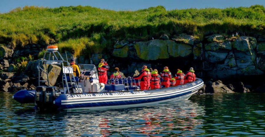 Reykjavik: Puffin Watching Tour - Where Puffins Meet Reykjavík’s Old Harbor