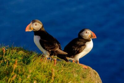 Reykjavik: Puffin Watching Tour - The 1-hour route: cruise out, watch feeding, then head back