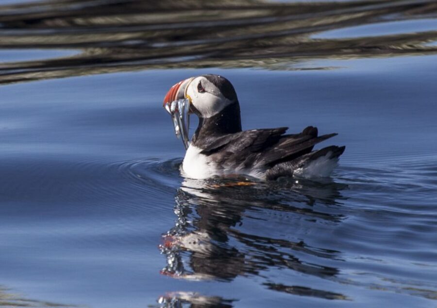 Reykjavik: Puffin Watching Tour by RIB Speedboat - The Ride Out: Reykjavík Views, Speed, and a Short 15-Minute Approach