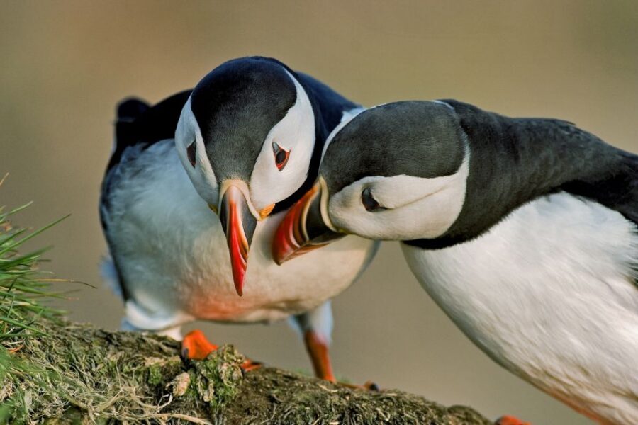 Reykjavik: Puffin Watching Tour by RIB Speedboat - Price and Value: Is $84 Worth One Hour to Puffins