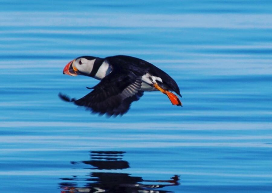 Reykjavik: Puffin Watching Tour by RIB Speedboat - Old Harbour Start: How the Meeting Works and Why the Timing Matters