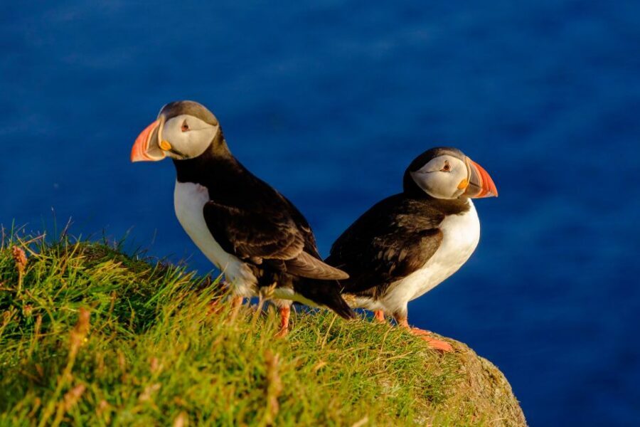 Reykjavik: Puffin Watching Tour - The 1-hour route: cruise out, watch feeding, then head back