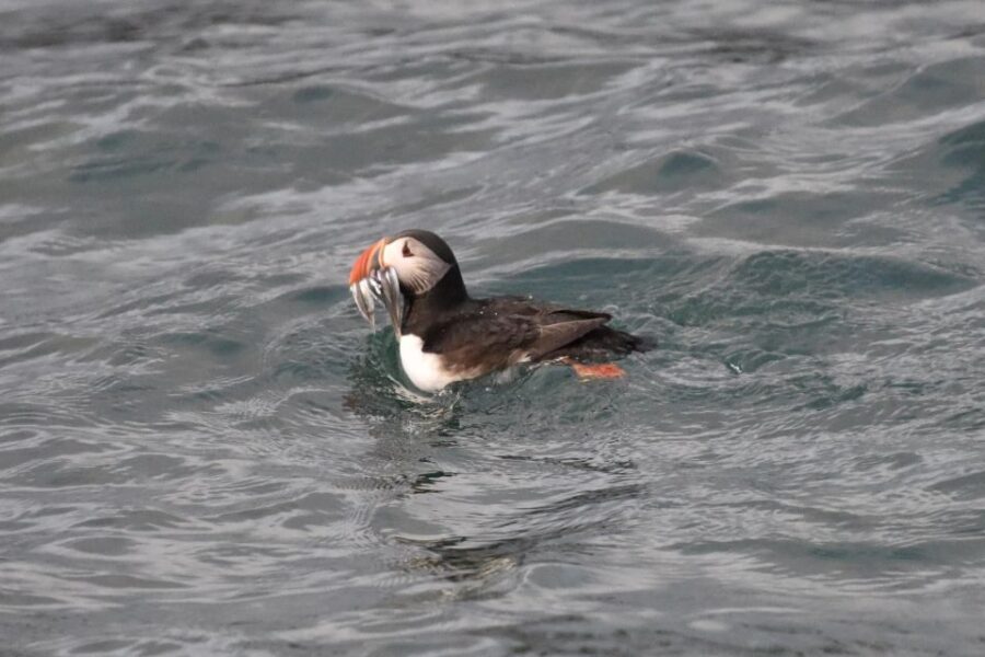 Reykjavík: RIB Speed-Boat Puffin Watching Tour - Key things to know before you go