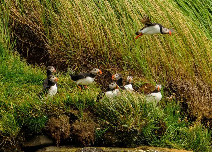 Reykjavík: RIB Speed-Boat Puffin Watching Tour - From Reykjavik Bay to puffin islands: how the 1 hour unfolds