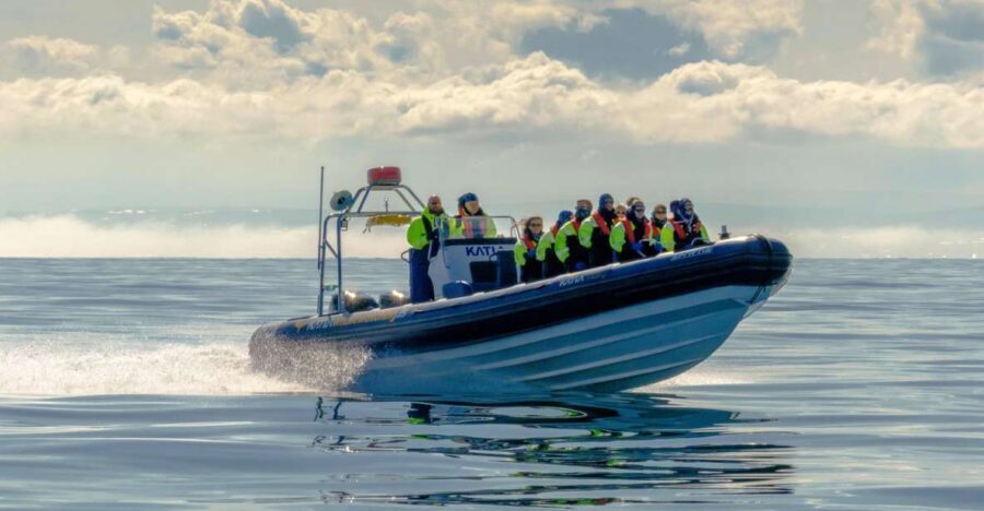 Reykjavík: RIB Speed-Boat Puffin Watching Tour - Price and value: is $81 worth it for one hour?