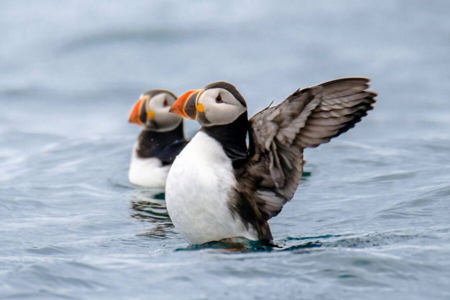 Reykjavík: RIB Speed-Boat Puffin Watching Tour - Gear that actually helps: waterproof suit, goggles, and life vest