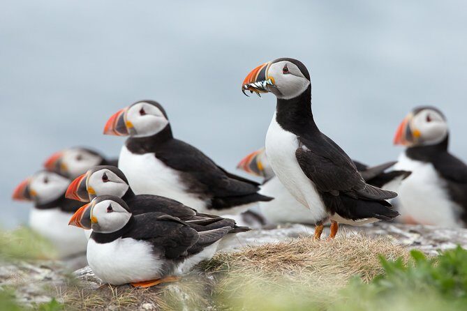 Reykjavik Shore Excursion: Puffin Sightseeing Cruise - Key things to know before you go