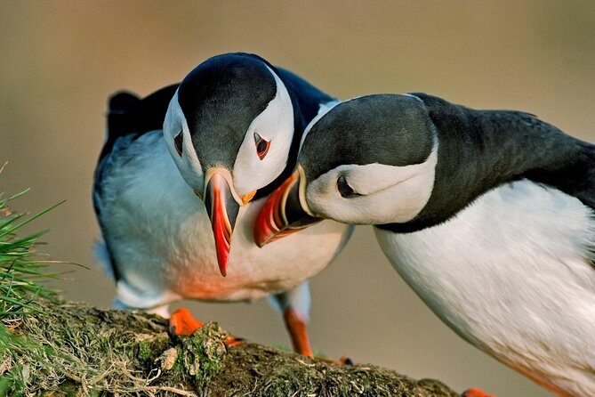 Reykjavik Shore Excursion: Puffin Sightseeing Cruise - Skarfabakki Harbour to Akurey Island: the simple, timed flow