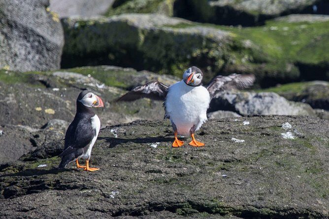 Reykjavik Shore Excursion: Puffin Sightseeing Cruise - On-board commentary: the guide’s role (and how to get the most from it)