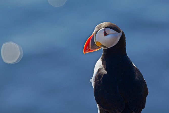 Reykjavik Shore Excursion: Puffin Sightseeing Cruise - The boat experience: comfort, photo angles, and group size