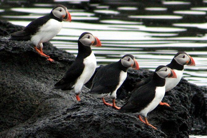 Reykjavik Shore Excursion: Puffin Sightseeing Cruise - Coffee on board and what to bring (since food isn’t included)
