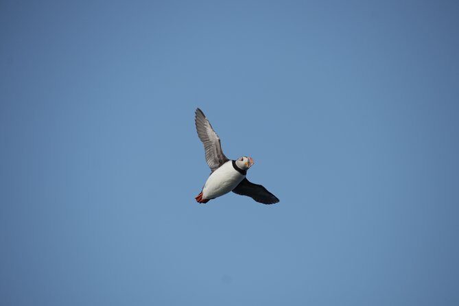Reykjavik Shore Excursion: Puffin Sightseeing Cruise - Price and value: is $63.51 worth it?