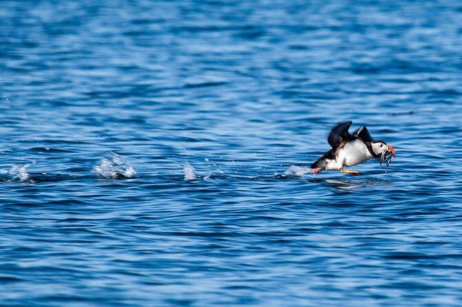 Reykjavik Shore Excursion: Puffin Sightseeing Cruise - Who should book this puffin cruise (and who might skip it)