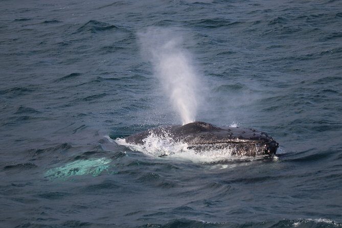Reykjavik Shore Excursion: Whale-Watching Cruise - Key things to know before you go