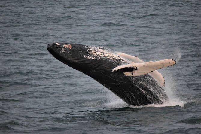 Reykjavik Shore Excursion: Whale-Watching Cruise - Faxaflói Bay: the best “maybe” in Reykjavik
