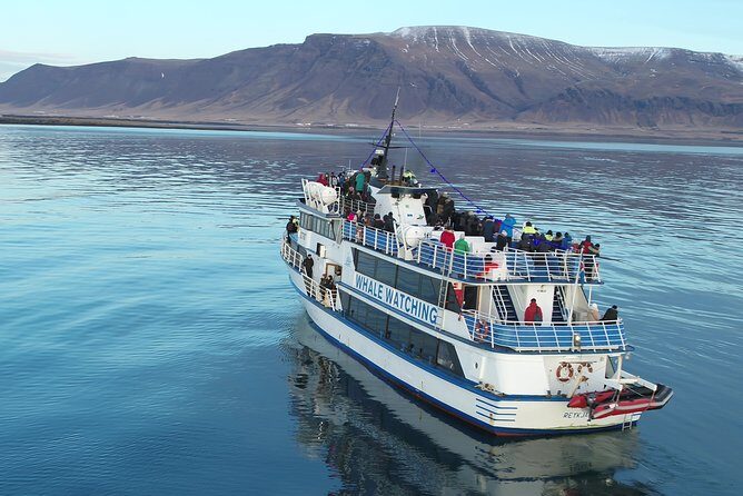 Reykjavik Shore Excursion: Whale-Watching Cruise - The animals you’re likely to see (and what each means)