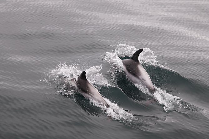 Reykjavik Shore Excursion: Whale-Watching Cruise - Picking the right option: 3.5 hours vs 2.5-hour high-speed