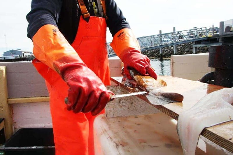 Reykjavik: Traditional Sea Fishing with BBQ Feast - Key Things to Know Before You Go