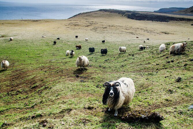 Reykjavik - Westman Islands (Bus transfer to Landeyjahöfn) - Price and value: what you’re really paying for