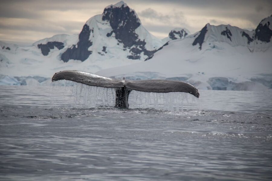 Reykjavik: Whale & Marine Adventure Tour - A Few Handy Expectations About Sightings