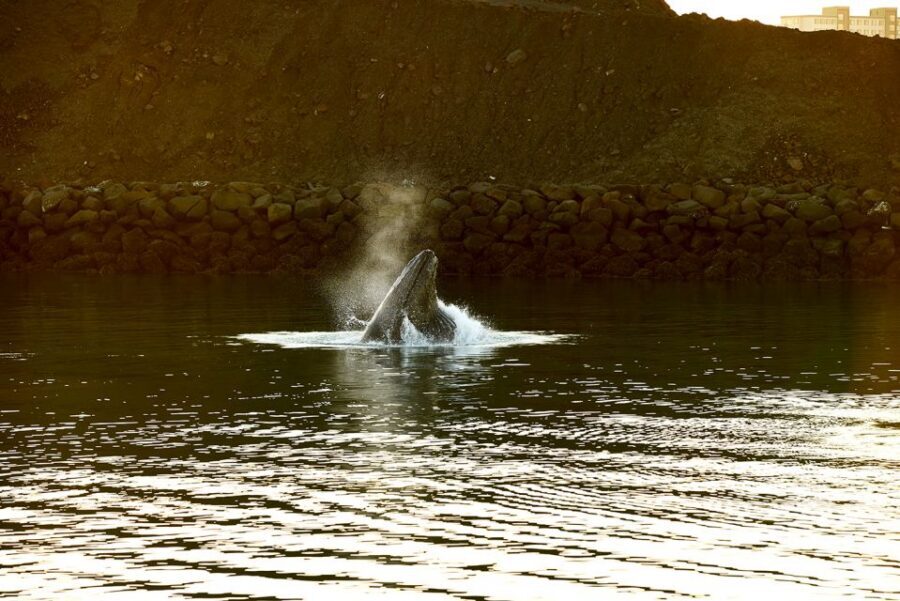 Reykjavik: Whale & Marine Adventure Tour - Reykjavík Old Harbor to Faxaflói Bay: Why This Tour Feels Worth It