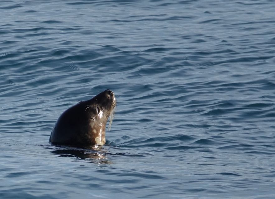 Reykjavik: Whale & Marine Adventure Tour - On Board Extras: Wi‑Fi, Snacks, Toilets, and a Less Stressy Trip