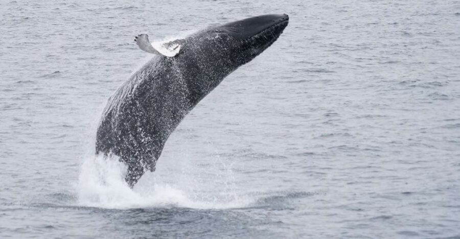 Reykjavik: Whale & Marine Adventure Tour - Who This Tour Suits Best (and Who Might Want Another Option)