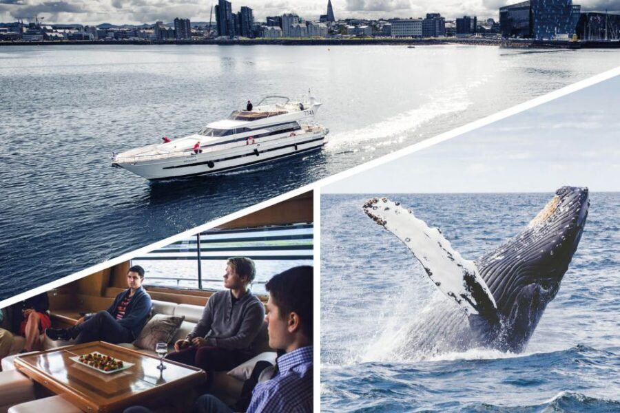 Reykjavik: Whale Watching and Dolphin Watching Yacht Cruise - Wildlife spotting: what you can reasonably hope to see