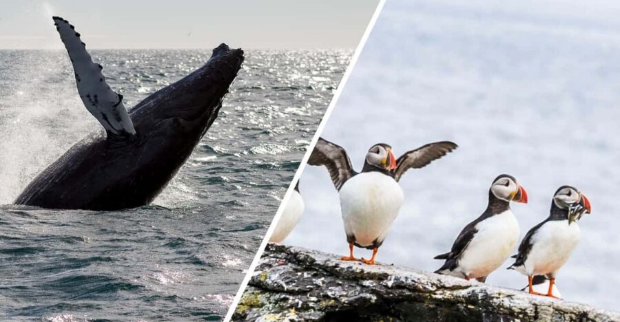 Reykjavik: Whale Watching and Puffin Excursion - Key points worth planning for