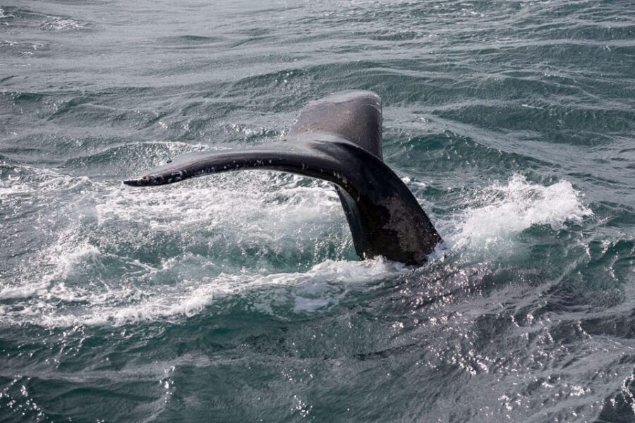Reykjavik: Whale Watching and Puffin Excursion - From Geirsgata 11 to Reykjavik’s Old Harbour: the start that sets your odds
