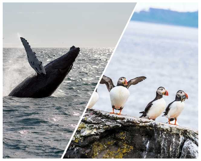 Reykjavik: Whale Watching and Puffin Excursion - Puffin island time: smaller boat, closer angles, faster magic