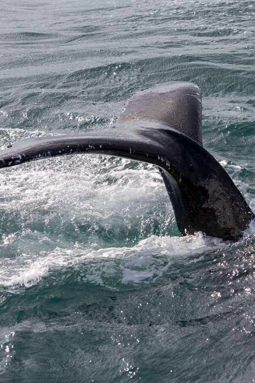 Reykjavik: Whale Watching and Puffin Excursion - Guides, binoculars, and onboard comfort that actually help