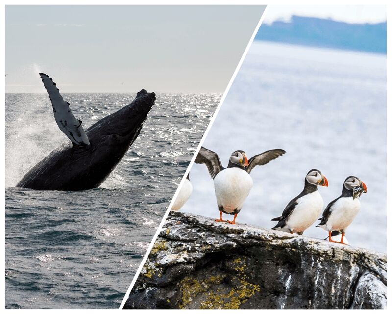 Reykjavik: Whale Watching and Puffin Excursion - The real-world schedule: how the combo works (and why it’s not one continuous trip)