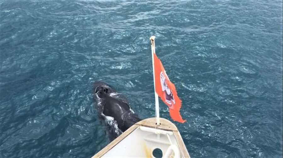 Reykjavik: Whale Watching and Puffin Excursion - Weather, shared boats, and the part you can’t control