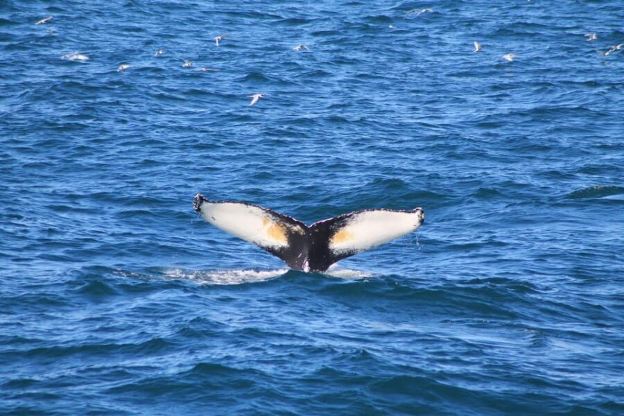 Reykjavik: Whale Watching and Puffin Excursion - Should you book Reykjavik’s whale watching and puffin excursion?