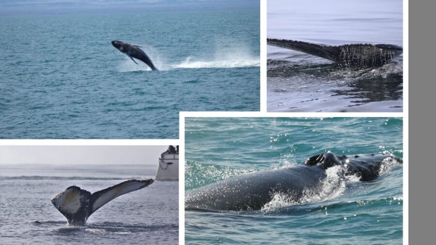 Reykjavík: Whale Watching Cruise and FlyOver Combo Ticket - Hunting for Whales: What You’ll Learn and Why the Timing Matters