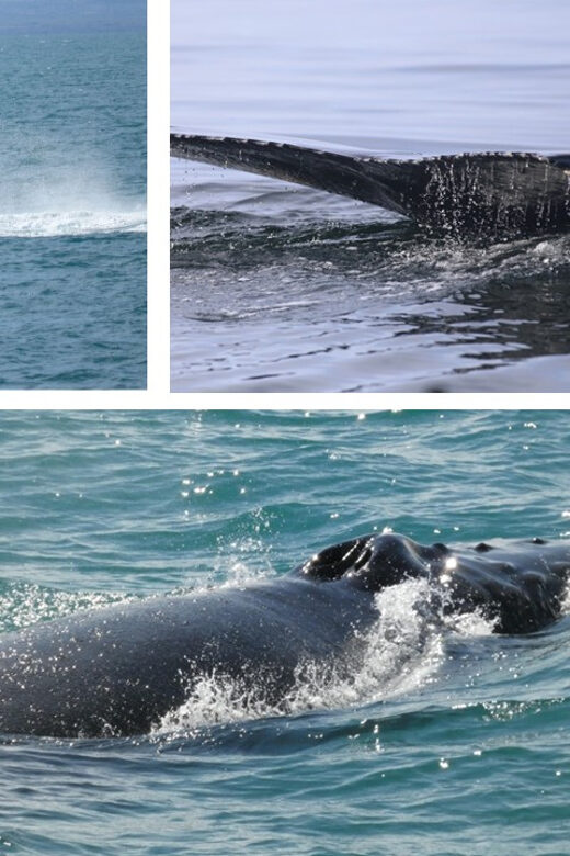 Reykjavík: Whale Watching Cruise and FlyOver Combo Ticket - FlyOver Iceland: Motion Flight, Wind, Scents, and a Giant Curved Screen