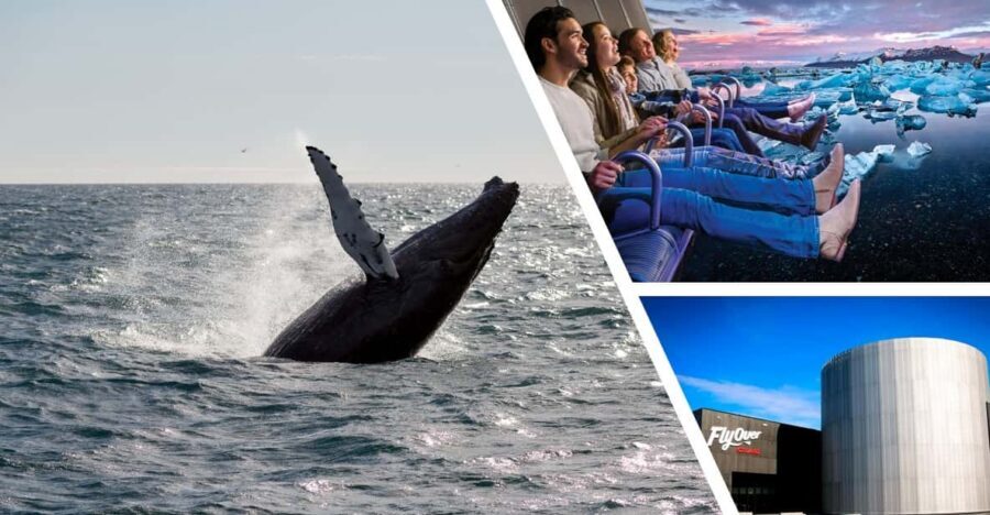 Reykjavík: Whale Watching Cruise and FlyOver Combo Ticket - Price and Value: Does $153 Really Add Up?