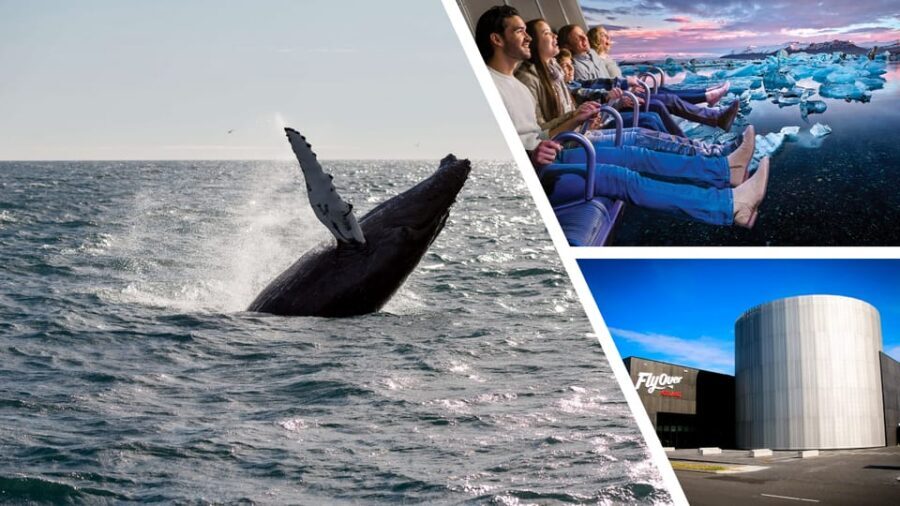 Reykjavík: Whale Watching Cruise and FlyOver Combo Ticket - Who This Works Best For (and Who Should Rethink It)