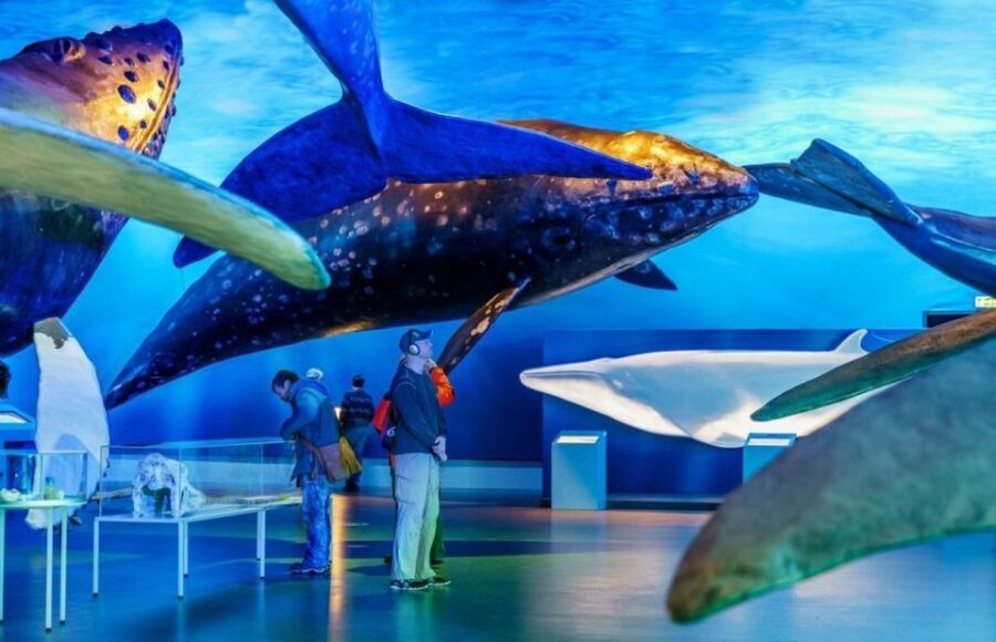 Reykjavik: Whale Watching Excursion & Whale Exhibition - Key Highlights Worth Waking Up For