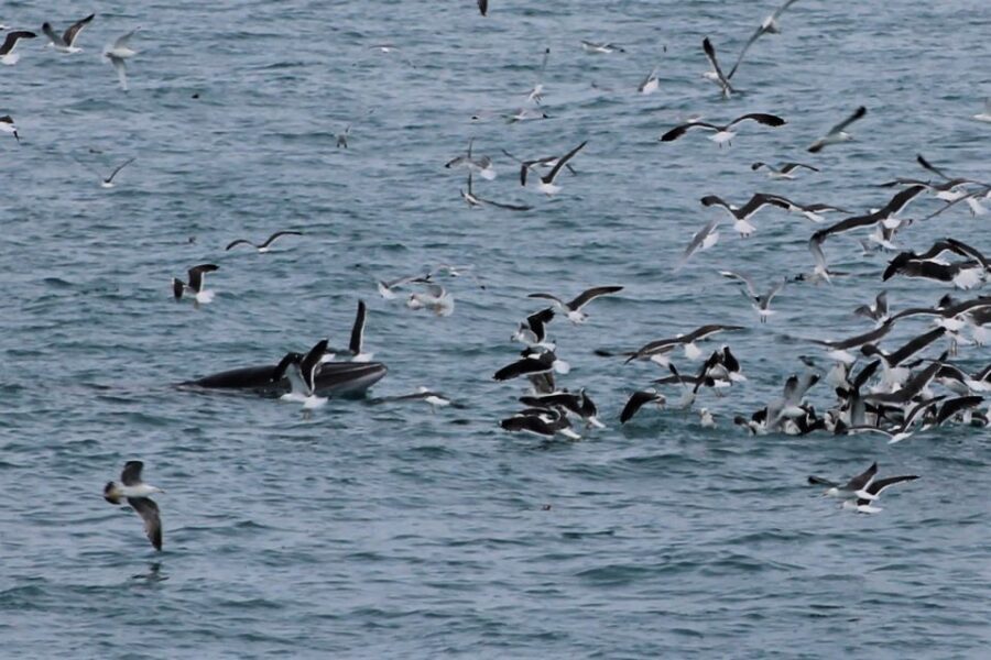 Reykjavik: Whale Watching Excursion & Whale Exhibition - Final Call: Should You Book This Reykjavik Whale Watching and Exhibition?