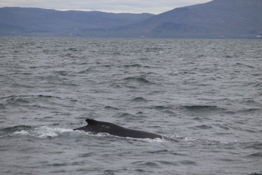 Reykjavik: Whale Watching Excursion & Whale Exhibition - Reykjavik Whale Watching: What the 3 Hours on the Atlantic Really Feels Like