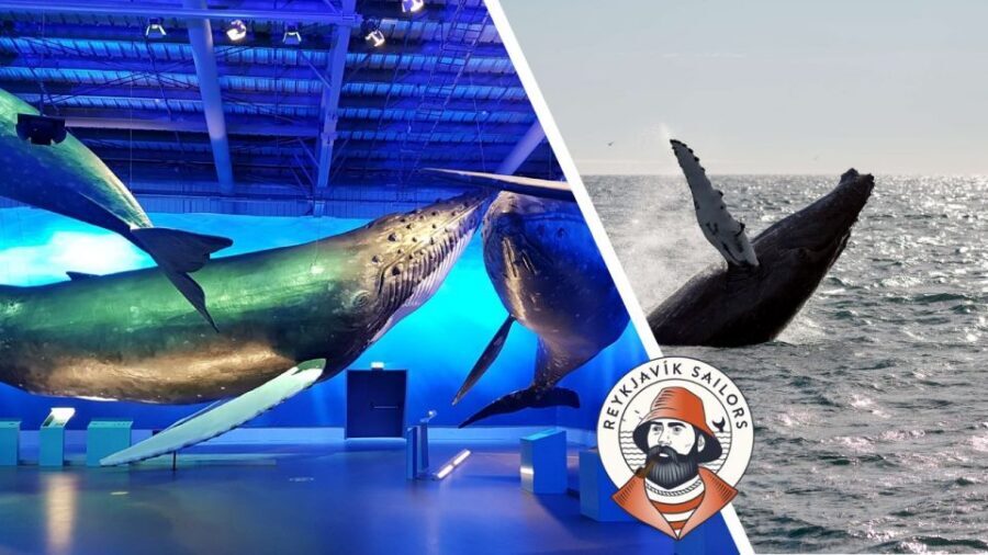 Reykjavik: Whale Watching Excursion & Whale Exhibition - Onboard Comfort That Actually Helps: Overalls, Cabins, WiFi, and Tablets